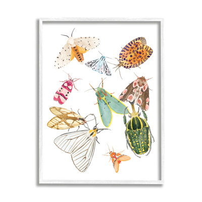 " Winged Insect Group Tropical Color Bugs "