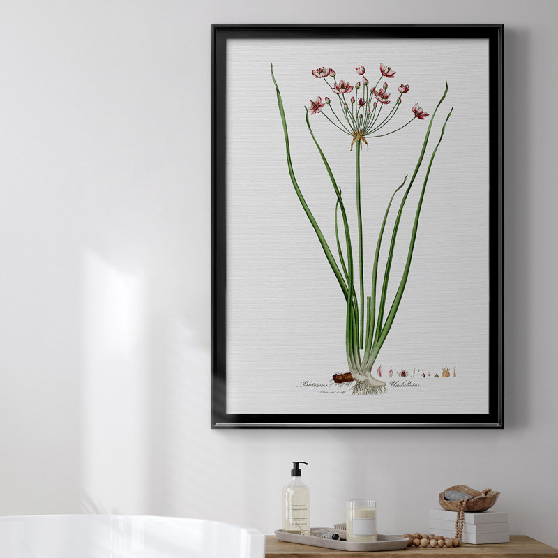 Toile encadrée de qualité supérieure Rose Botanical II - prête à être accrochée, H 30,5 po x l 22,5 po, Noir