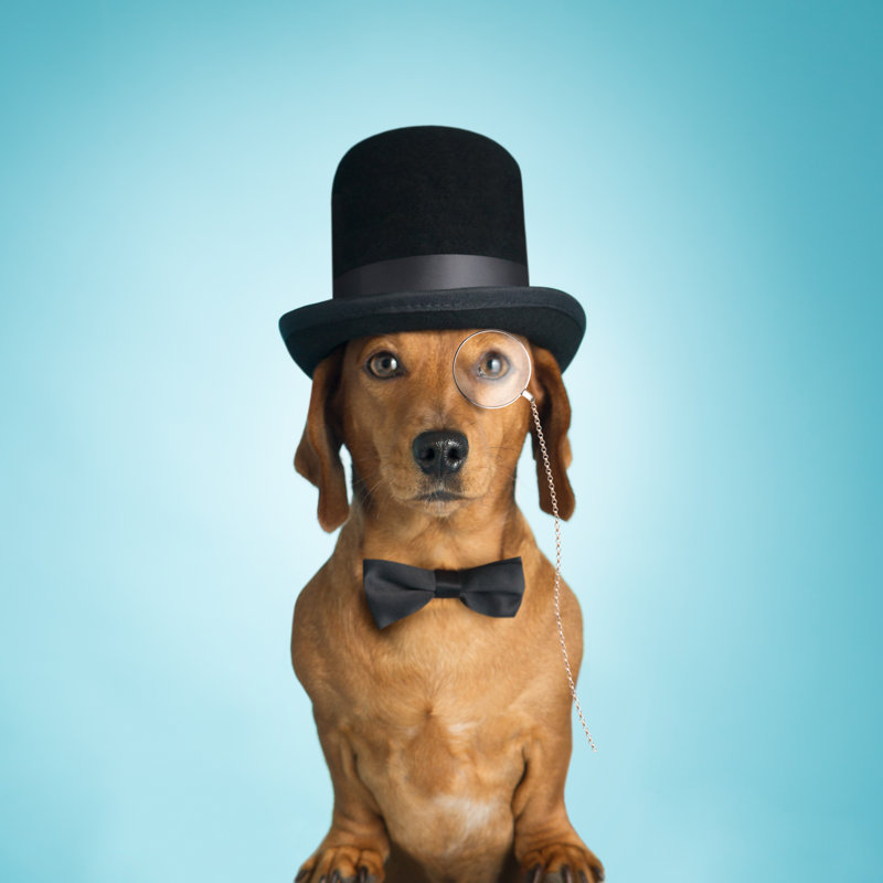 Dachshund Wearing Top Hat by MrPliskin - No Frame Print on Canvas, 30cm H x 30cm W