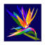 Floral, oiseau de paradis sur toile, impression-90734539