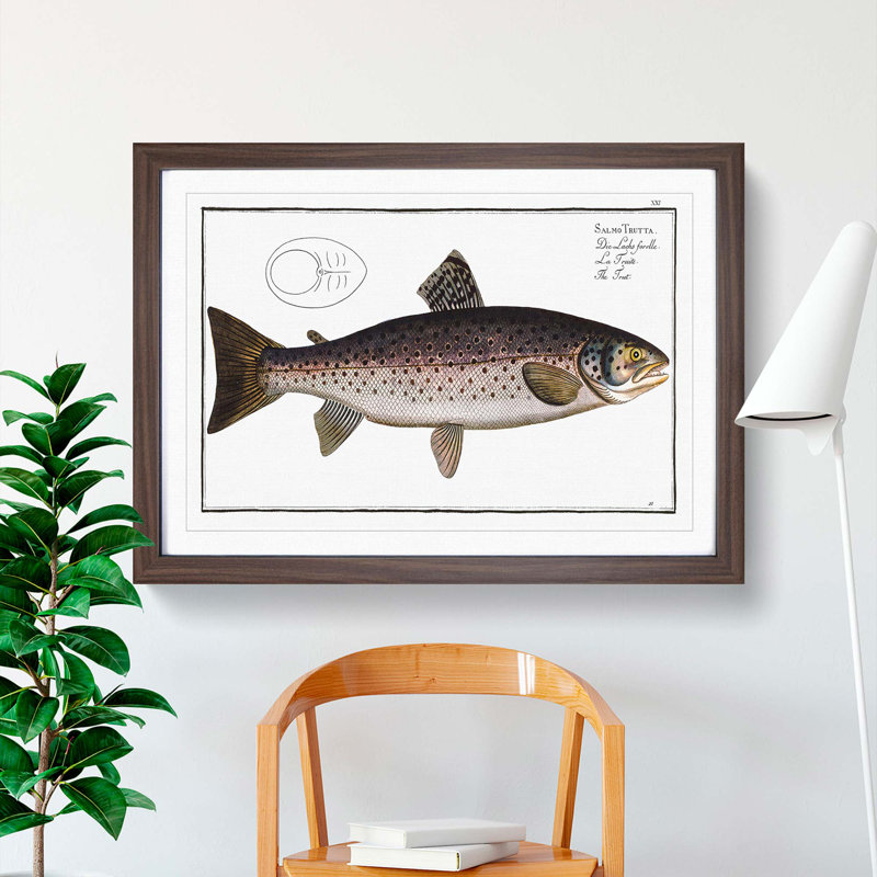 Brown Trout Fish by M.E. Bloch - Picture Frame Art Print, 27cm H x 36cm W x 2cm D, Walnut Framed
