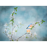 Blue Birds In Cherry Blossoms 3 Print