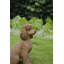 Statue caniche assis-935637463