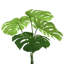 Split Leaf Philodendron In Water-1357594657