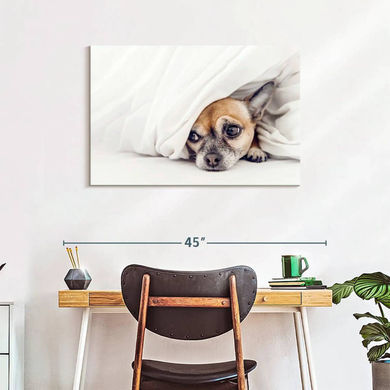 Brampt Despondent Chihuahua Dog