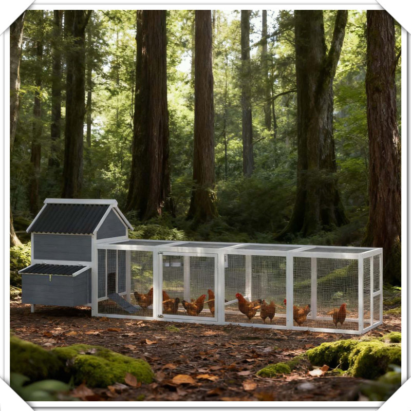 Cage à poules en bois extra large