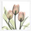 « tulipes i », impression sur toile-29686558-74388759-74388788