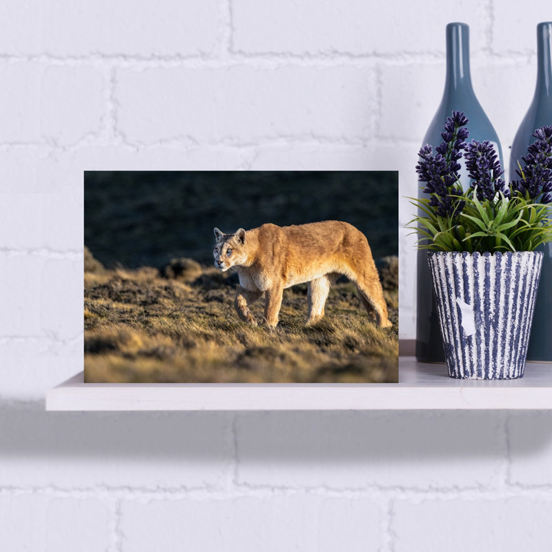 Golden Puma Alert Abstract Contemporary Cat Lion Mountain Nature Wall Art Print, 30.48cm H x 45.72cm W