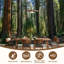Papier peint adhésif autocollant Sunlight Giant Trees Majestic Forest-2088295215