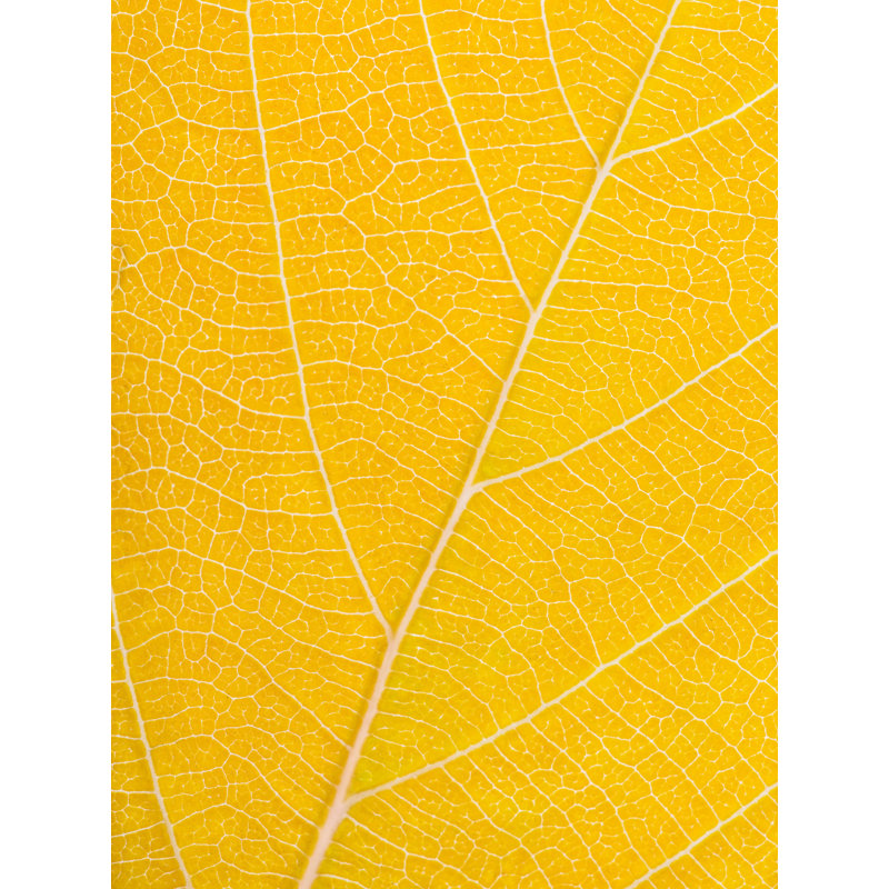 Autumn Leaf Print by Philippe Monthoux, 32" H x 24" W, Wrapped Canvas