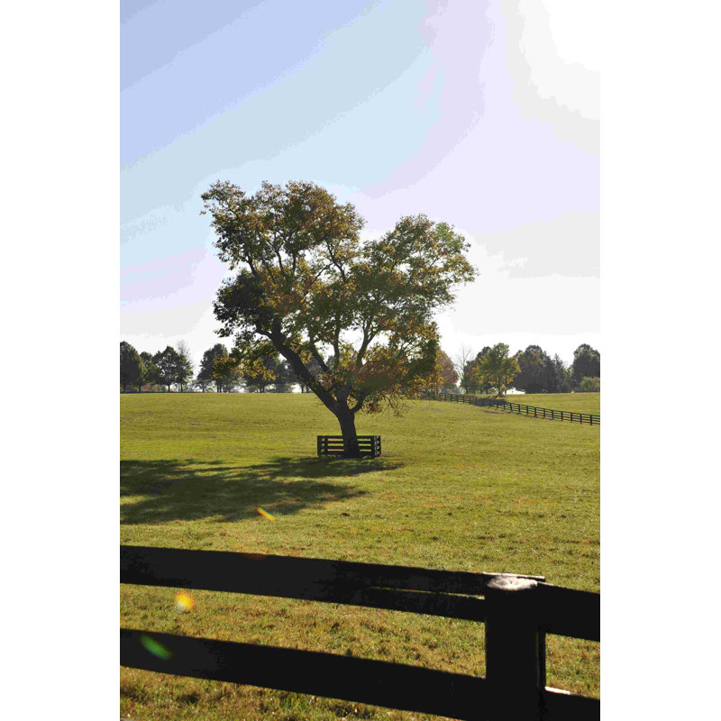 Arbre dans un champ - Photographie sur toile tendue, H 12 po x l 8 po