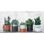 Two-Toned Succulent Holders - Wrapped Canvas Painting-1344300652