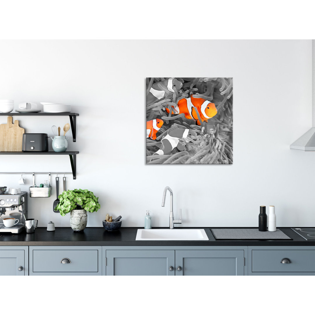 Glasbild Quadratisch| Wandbild Auf Echtglas| Süße Clown Fische In Anemone| Inkl. Aufhängung Und Abstandshalter