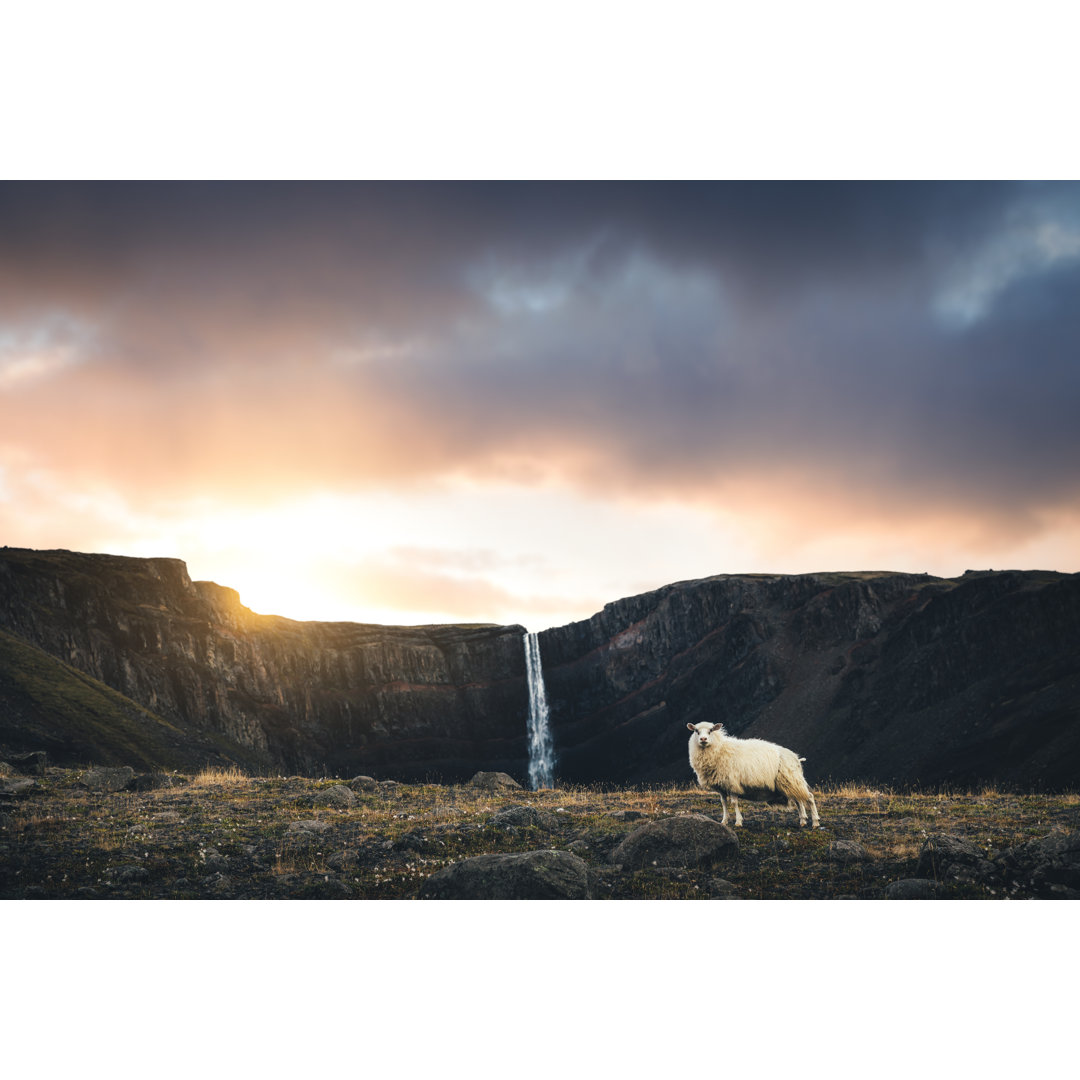 Hengifoss Wasserfall mit Schafen - Kunstdrucke auf Leinwand