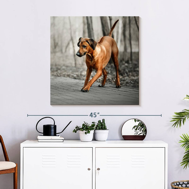 Brampt Rhodesian Ridgeback Puppy, 30" H x 30" W