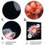 Rose sur fond noir Dahlia Vibes II - Dahlia-337619055-337619042