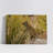 Selective Focus of Rock Hyrax-2031024781