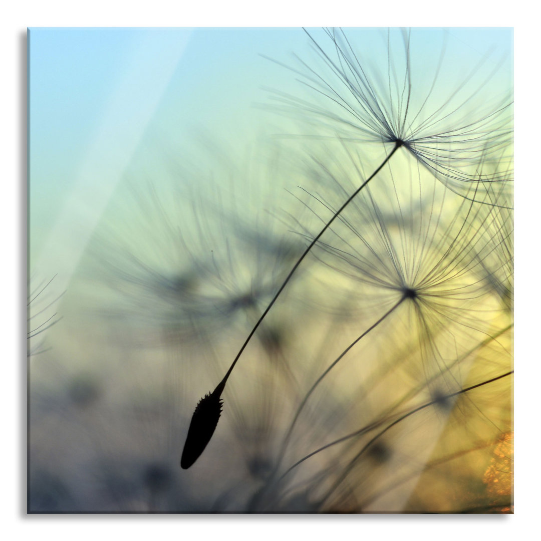 Glasbild Löwenzahn mit Tautropfen