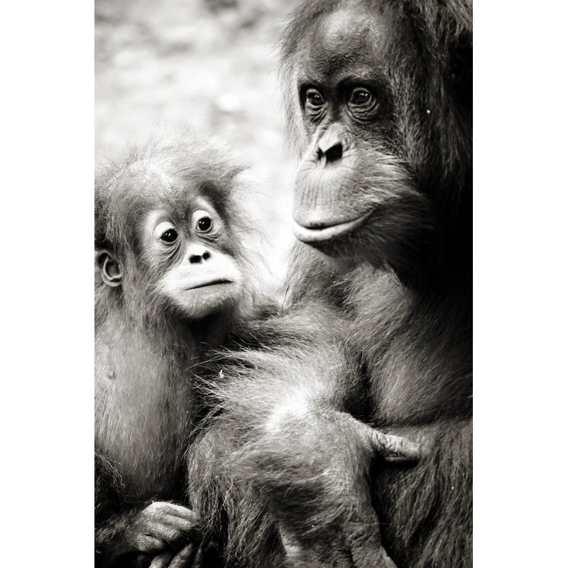 Chaeli Orangutans - Wrapped Canvas Print, 46cm H x 30cm W x 3.8cm D