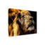 Lion-988283279