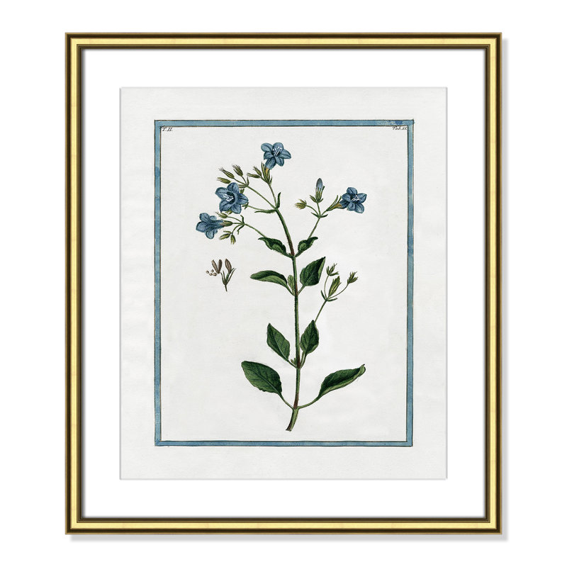 Colombe Shabby Elegance Botanical II - Framed Art, Gold Framed, 17.25" W x 20.25" H