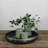 Crestino Metal Tray