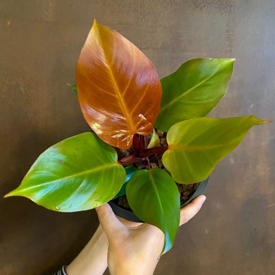 Philodendron Prince of Orange - Live Starter Plant - Rare and Elegant Indoor Houseplant from Florida