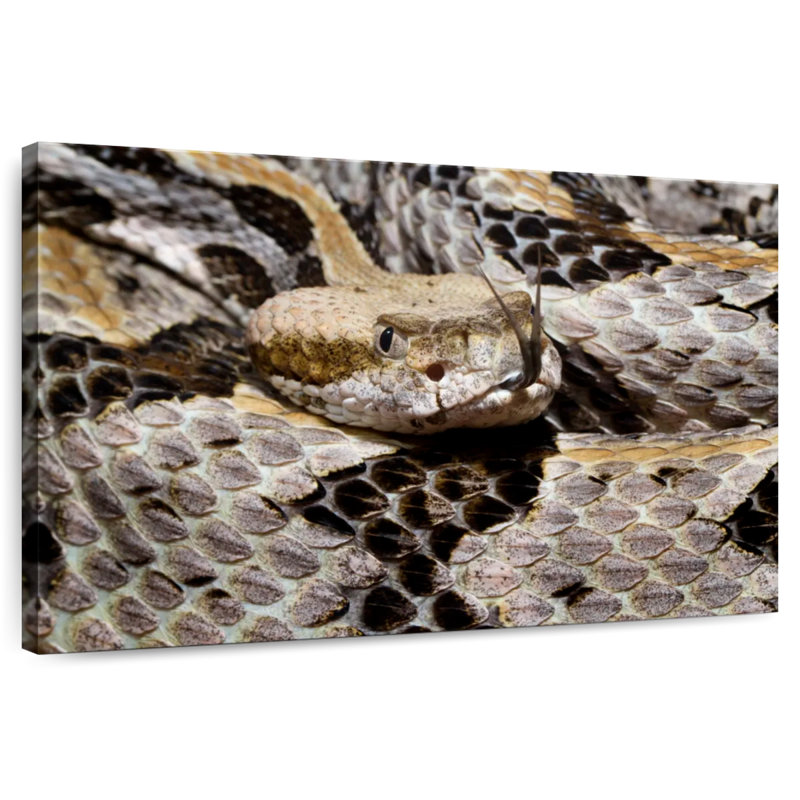 Brampt Tongue Flicking Timber Rattlesnake
