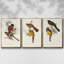 Elegant Trogons I 3 pièces-97795612-97795613