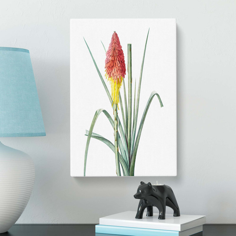 Hot Poker Flower by Pierre-Joseph Redoute - Wrapped Canvas Print, 50cm H x 35cm W x 3cm D