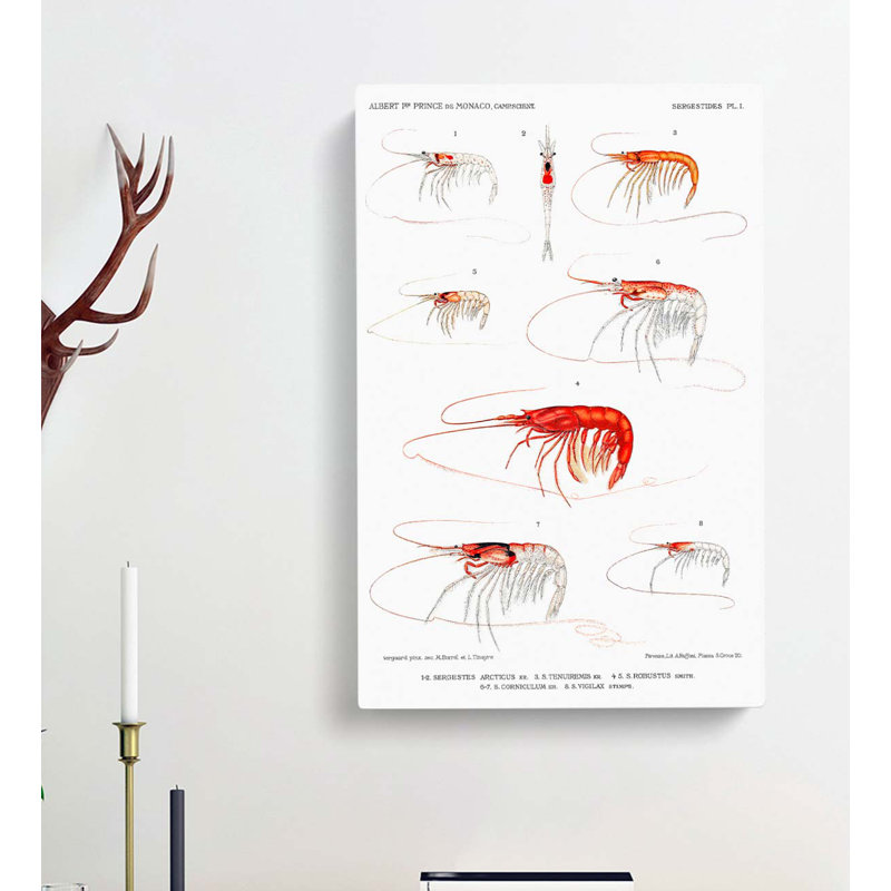 Selection Of Shrimp by Albert I - Wrapped Canvas Painting, 76cm H x 50cm W x 3cm D