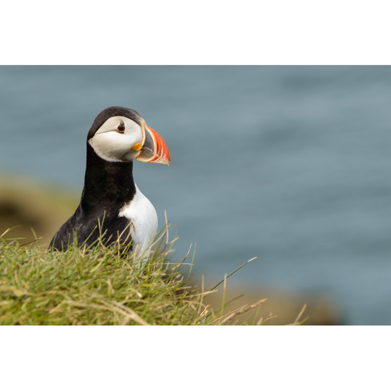 Puffin in Iceland, 30cm H x 46cm W