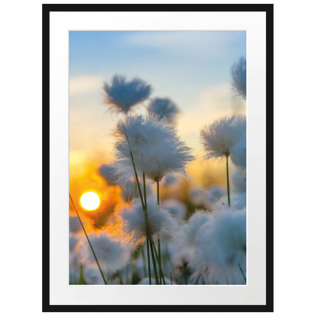 Gerahmtes Papierbild - Fotografie „Cotton Blossoms at Sunset”