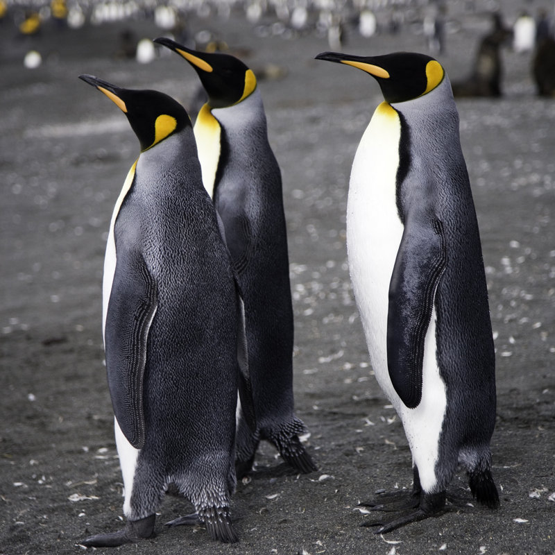 Three King Penguins by Mlenny - Wrapped Canvas Print, 76cm H x 76cm W x 3.8cm D