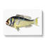 Gilt-head Bream Fish by George Shaw - Wrapped Canvas-55304037