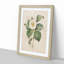 Japanese Camellia in White by Pierre-Joseph Redoute - Picture Frame Graphic Art Print-55610123-55610125