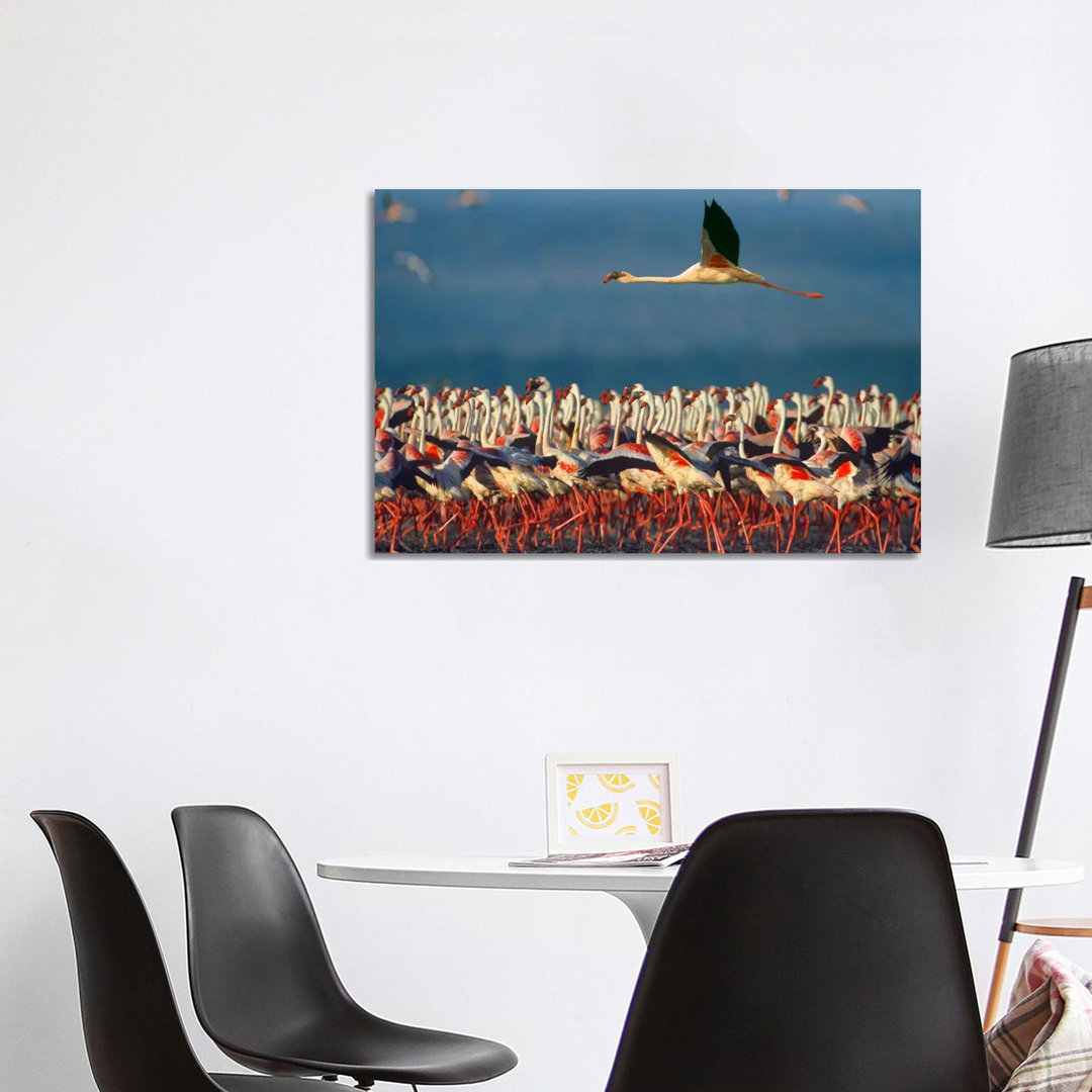 Lesser Flamingo Flying Over Flock, Lake Nakuru, Kenia von Tim Fitzharris - Galerie-Giclée auf Leinwand