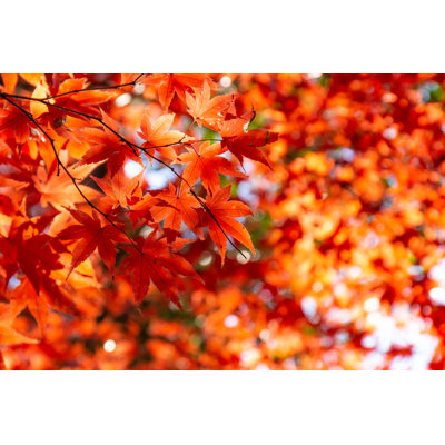 Feuilles d'érable colorées en rouge - Photographie sur toile tendue