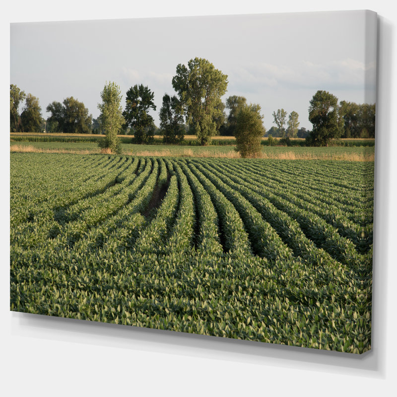 " Wisconsin Soybean Field Rows ", 12" H x 20" W x 1" D