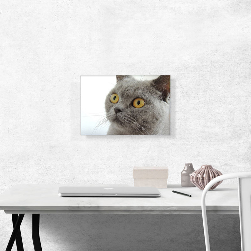 «Grey Cat Home Decor», reproduction de photo sur toile tendue, H 12 po x l 18 po x P 0,75 po