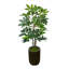 Arbre Schefflera en pot de Fiberstone