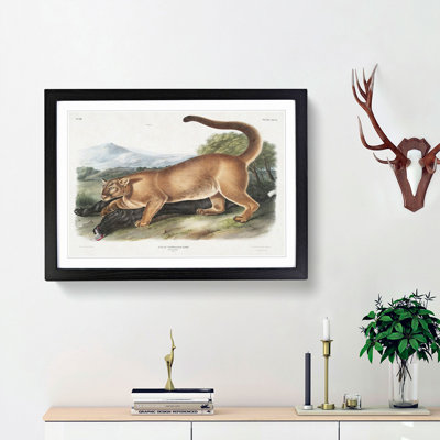 Cougar by J.W. Audubon - Picture Frame Painting Print