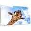 Curieuse girafe Brampt-108818177