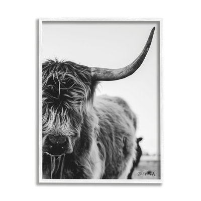 Gros plan sur une vache Highland