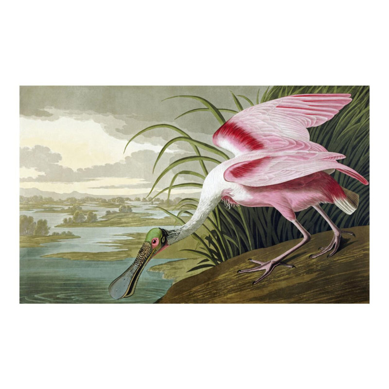 «Spatule rosée» par John James Audubon - estampe numérique, H 16 po x l 20 po