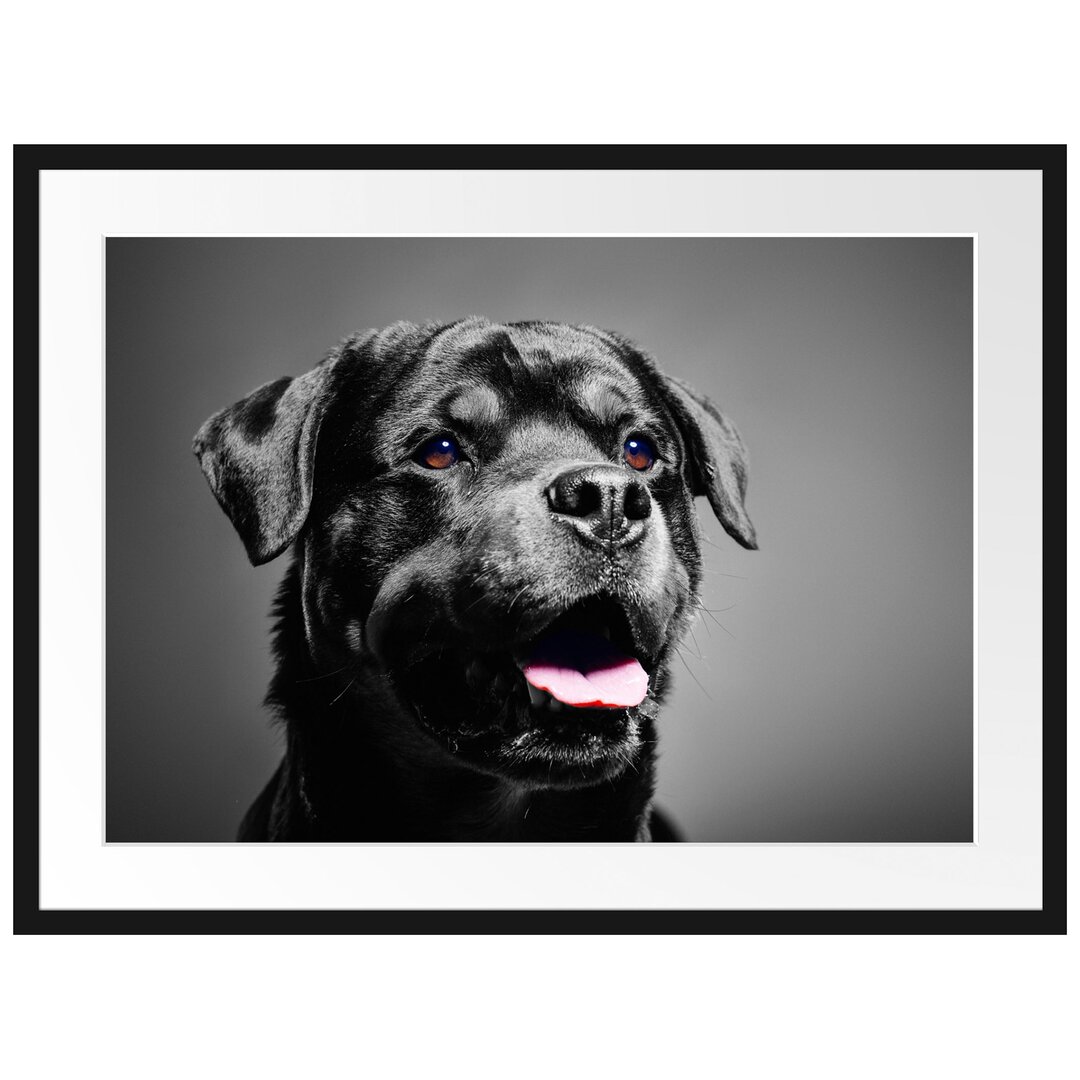 Gerahmtes Poster Aufmerksamer Rottweiler