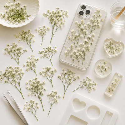 50 fleurs de gypsophile blanches naturelles pressées pour loisirs créatifs et cartes