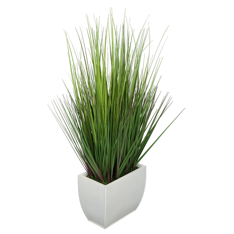 Herbe à feuillage 28 po en pot, Crème