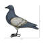 Pigeon, bois