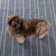 Samson Navy Handwoven Indoor/Outdoor Rug